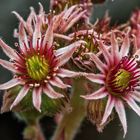 Sempervivum