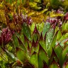 Sempervivum