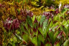 Sempervivum