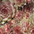 Sempervivum