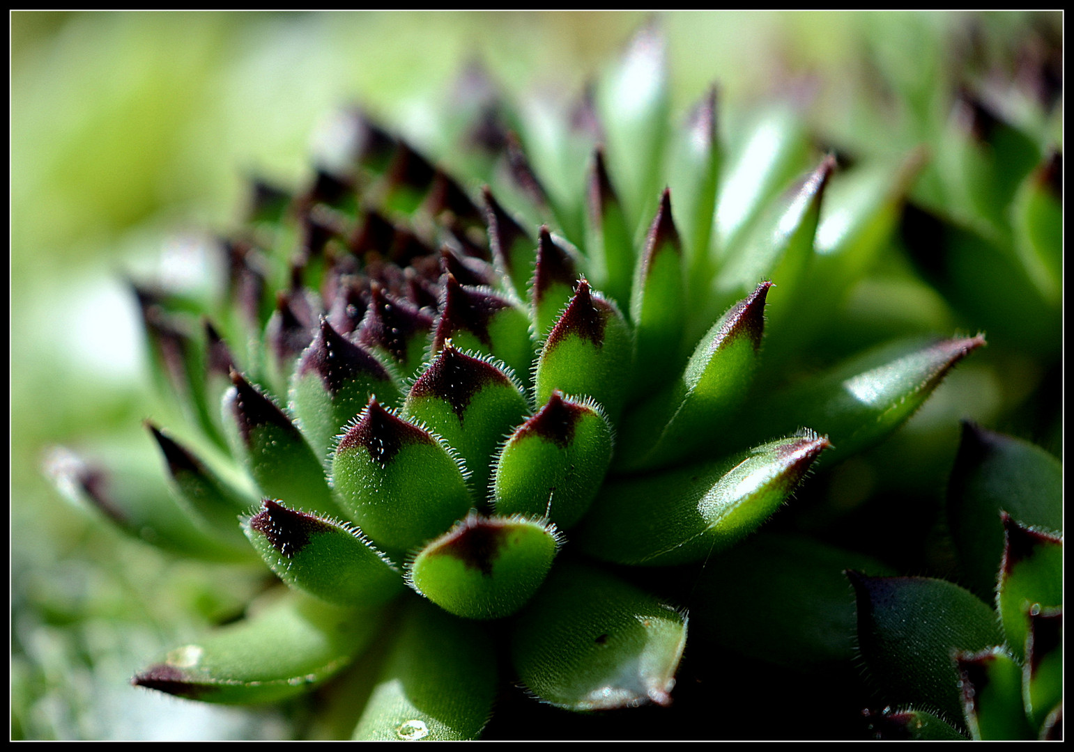 Sempervivum, Dachwurz oder auch Dachrose genannt...