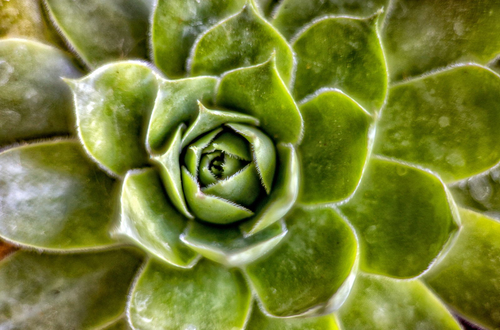 Sempervivum