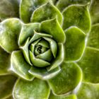 Sempervivum