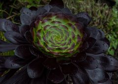 Sempervivum (Eine Sukulente ??)