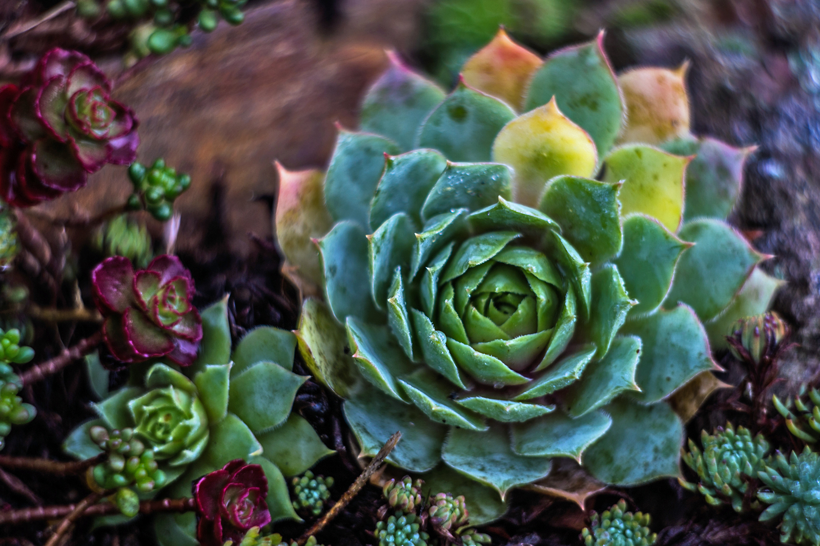 Sempervivum