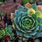 Sempervivum