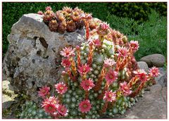 Sempervivum