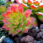 Sempervivum „Gold Nugget“,