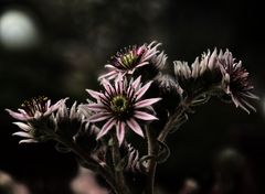 Sempervivum / Hauswurz