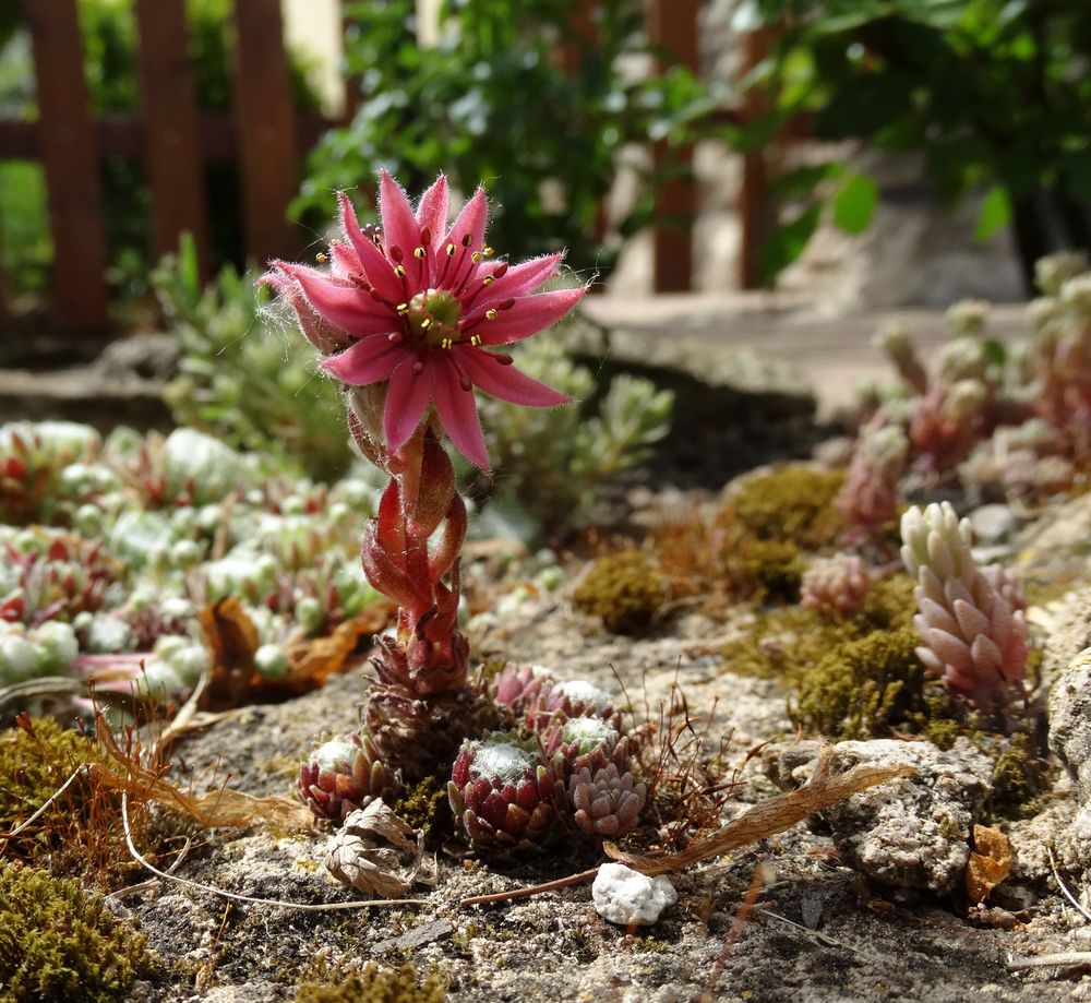 Sempervivum, Hauswurz