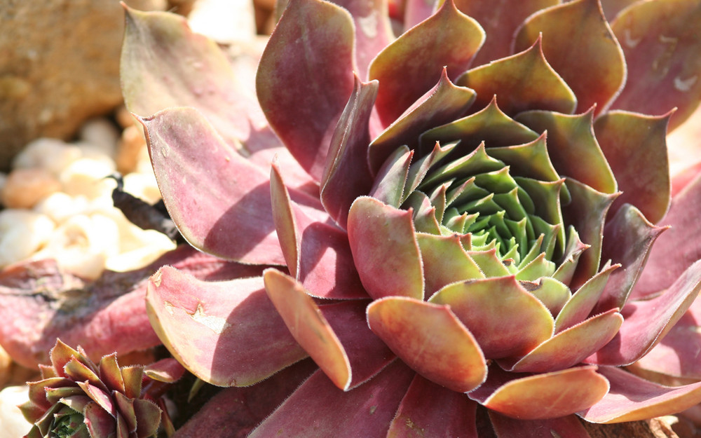 Sempervivum (Hauswurz) im Steingarten