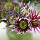 Sempervivum II