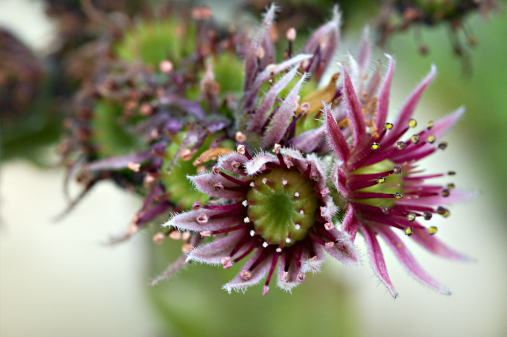 Sempervivum II