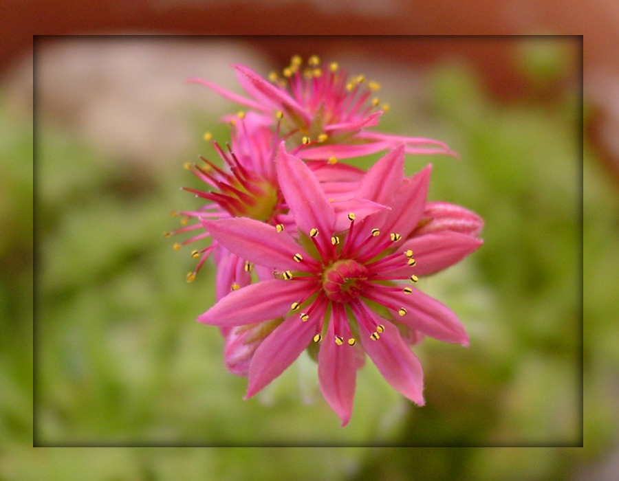 sempervivum III