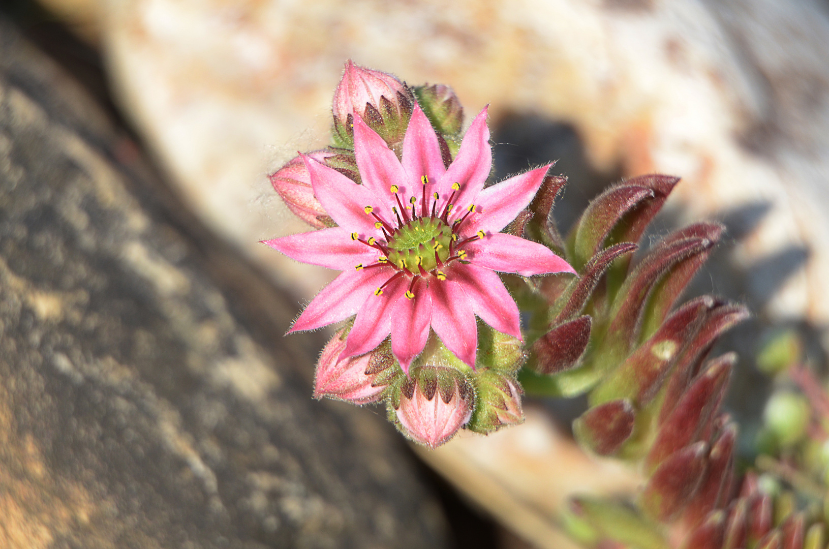 Sempervivum im Garten