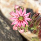 Sempervivum im Garten