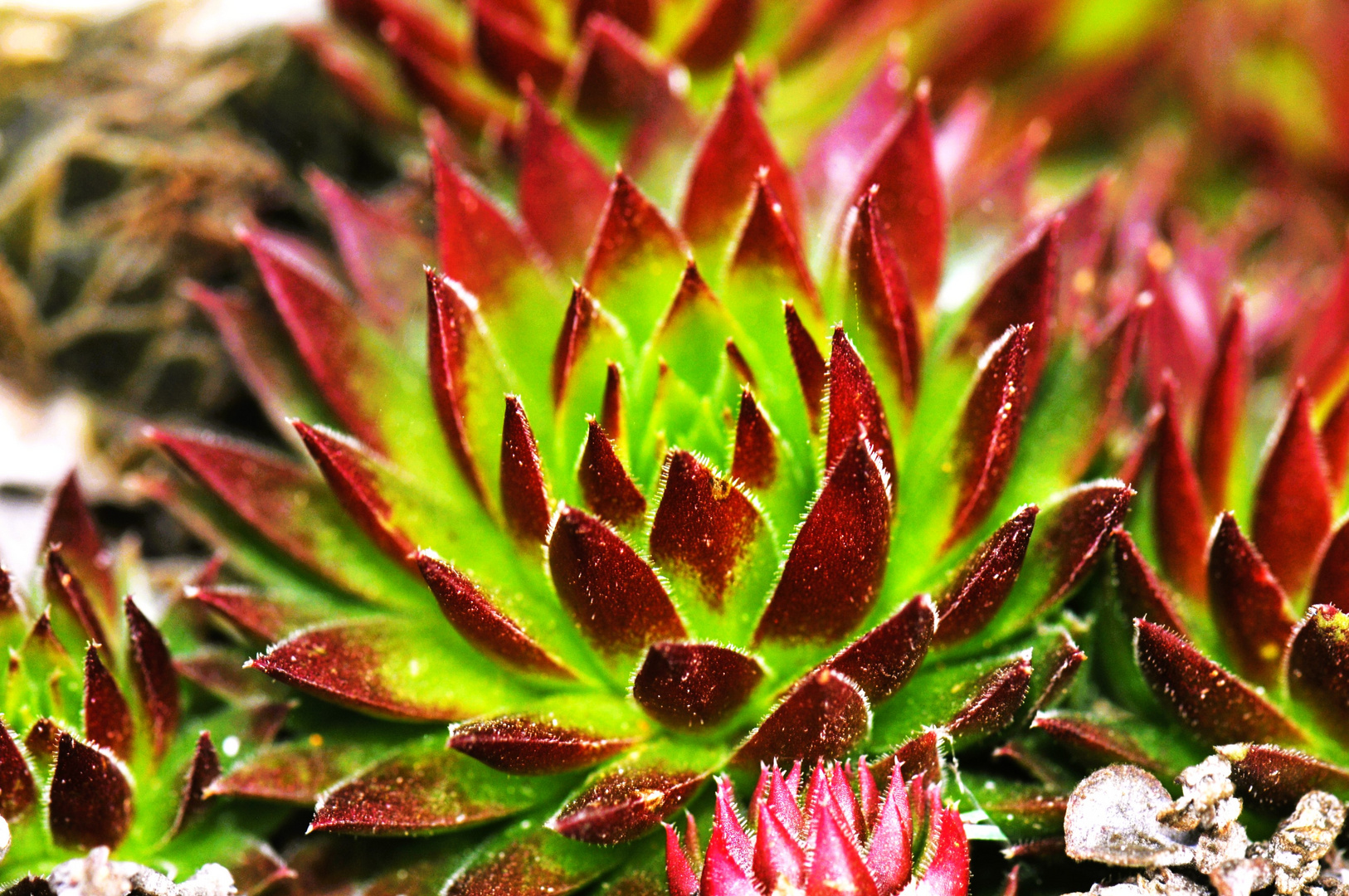 sempervivum (immerlebend)