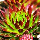 sempervivum (immerlebend)