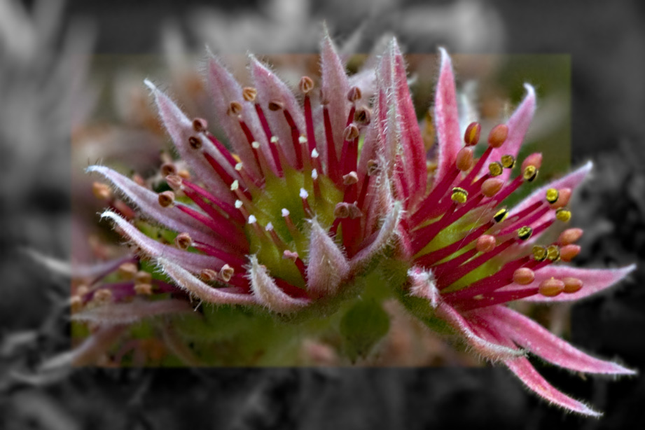 Sempervivum in Blüte