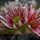 Sempervivum in Blüte