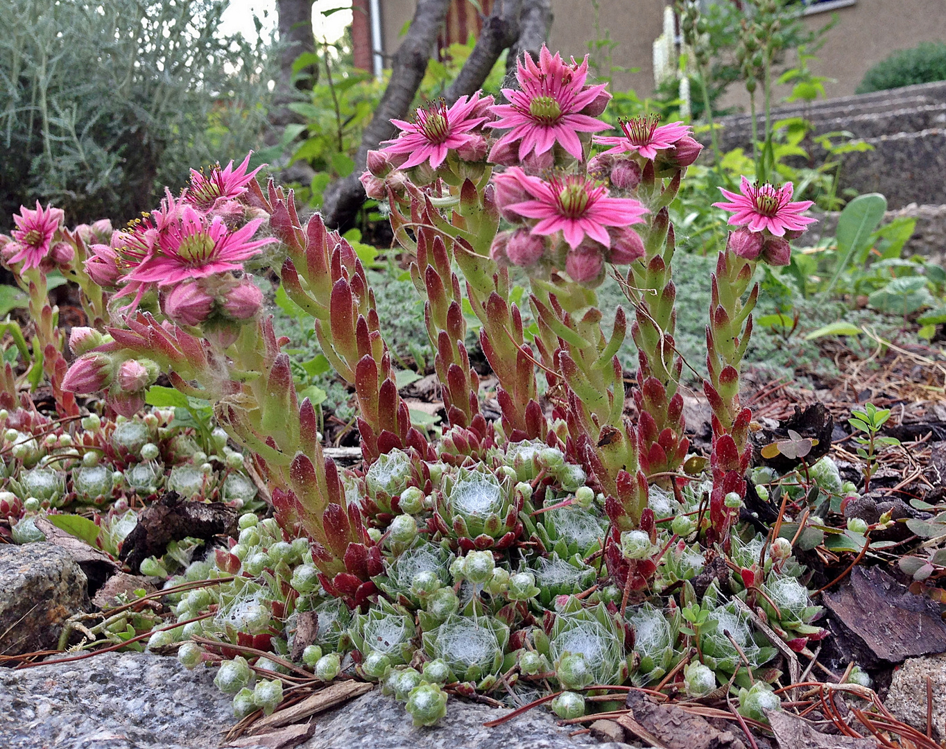 Sempervivum in Blüte