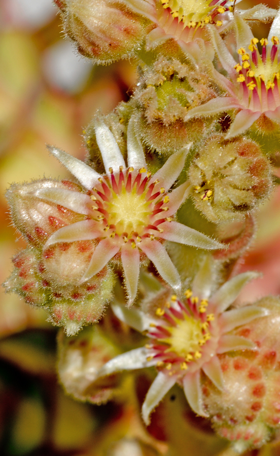 Sempervivum in Blüte