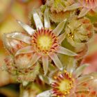 Sempervivum in Blüte