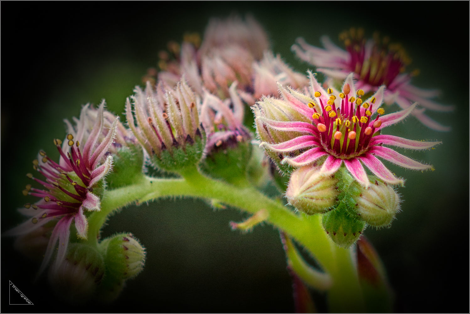 sempervivum - live-forever