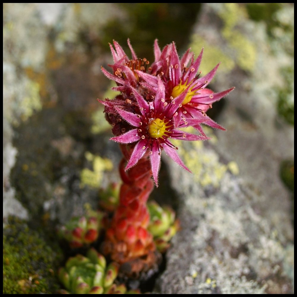 Sempervivum Montanum