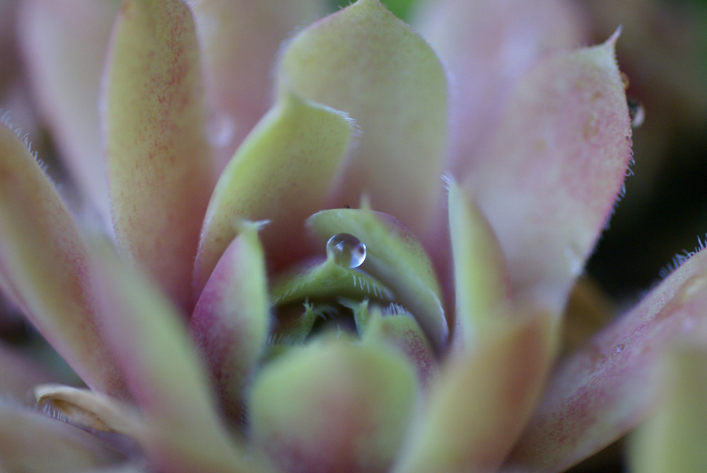 Sempervivum montanum