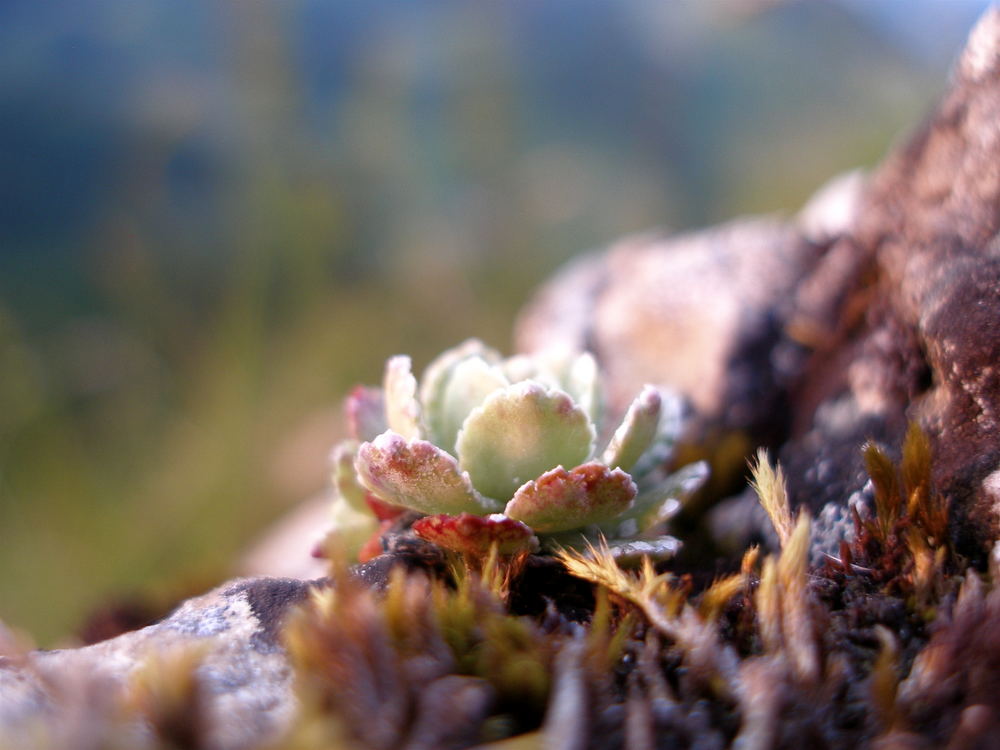 sempervivum montanum