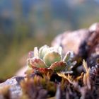 sempervivum montanum