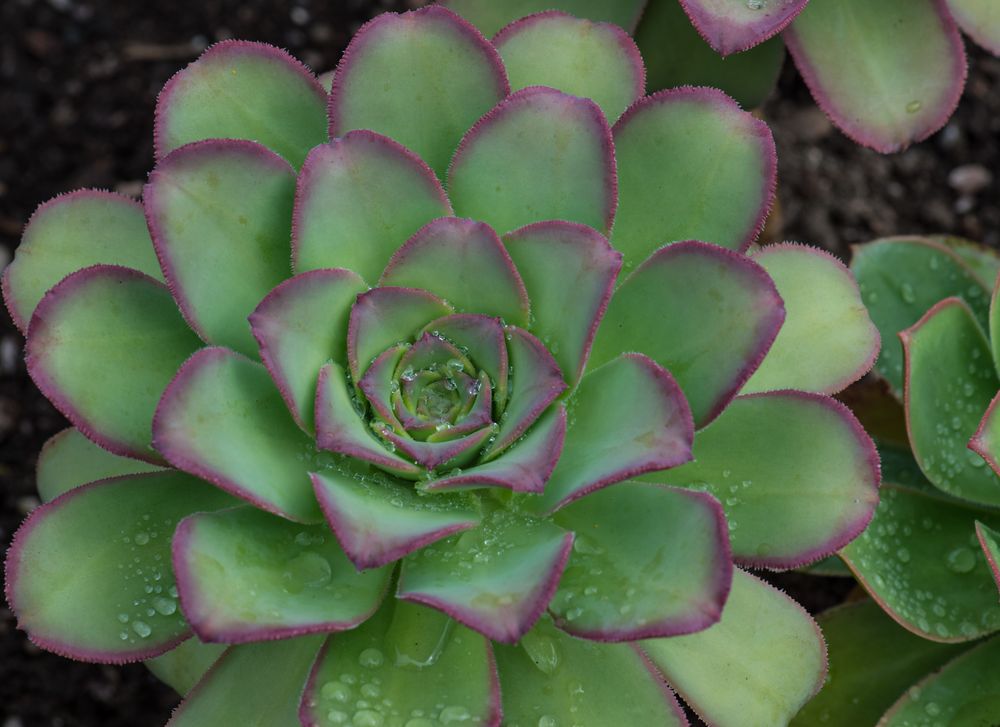 Sempervivum ? Sukulente aber welche?