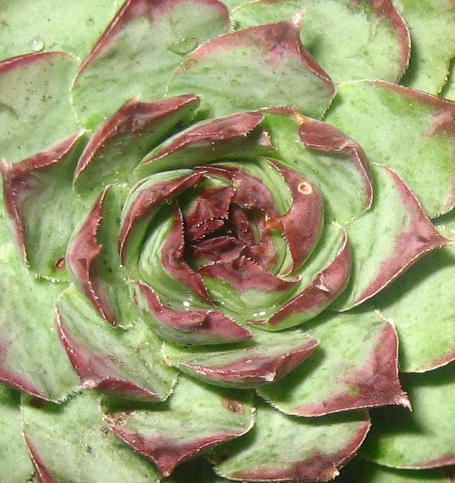 Sempervivum tectorum