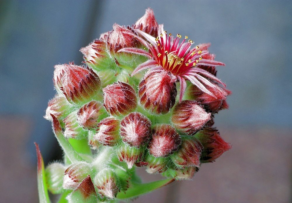 Sempervivum tectorum # 1