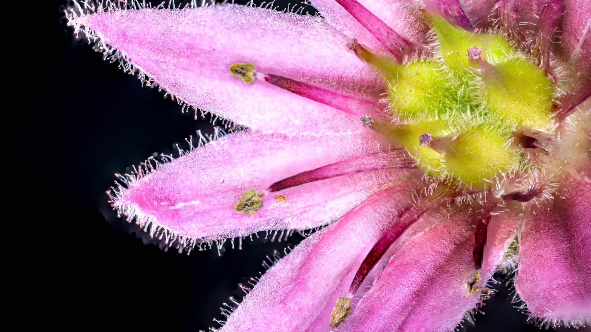 Sempervivum tectorum