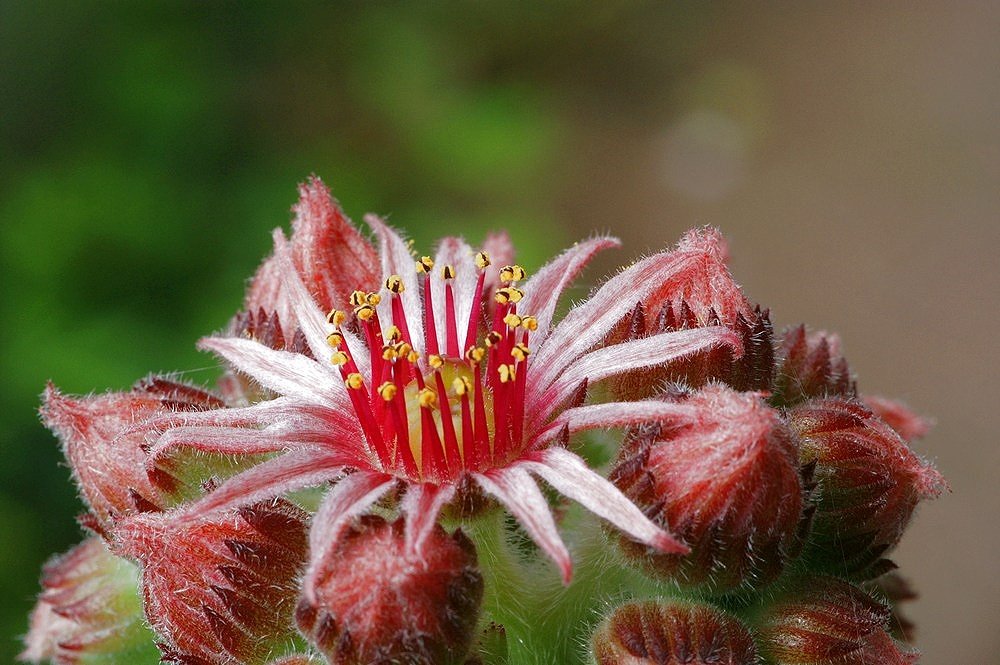 Sempervivum tectorum # 2