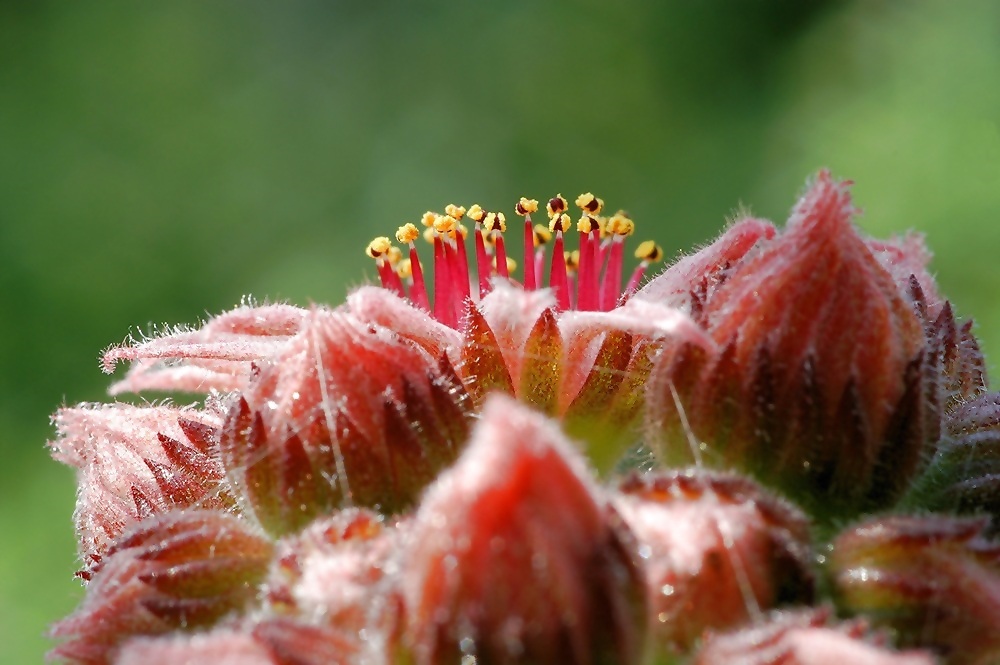 Sempervivum tectorum # 3