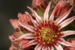 Sempervivum tectorum # 4