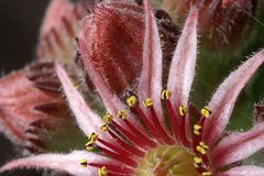 Sempervivum tectorum # 5