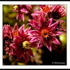 Sempervivum Tectorum