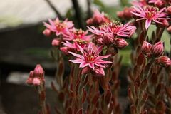 Sempervivum tectorum