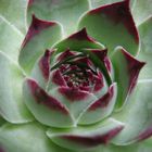 Sempervivum tectorum