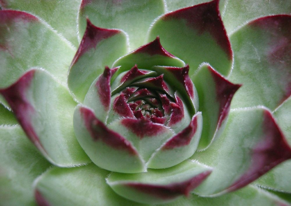 Sempervivum tectorum