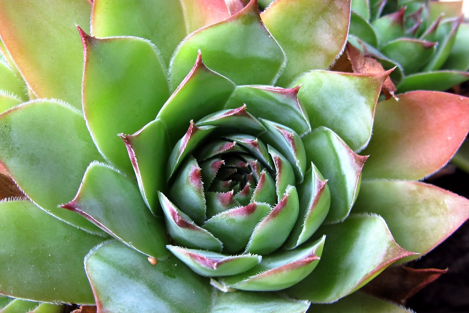 Sempervivum tectorum