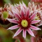 Sempervivum_1