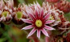 Sempervivum_1