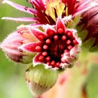 Sempervivum_3