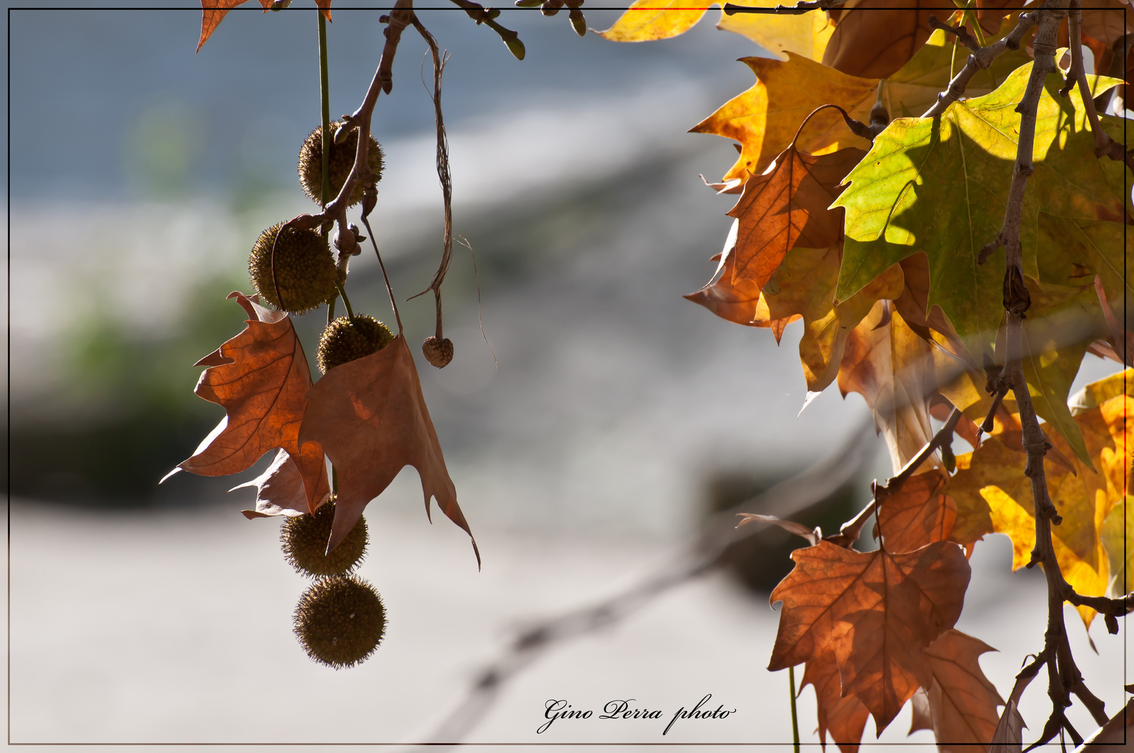 ... semplicemente autunno