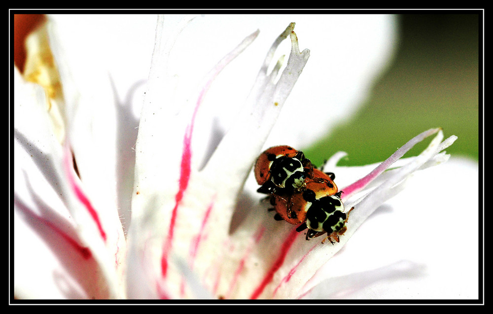 semplicemente coccinelle